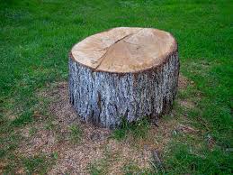 Best Tree and Shrub Care  in Wynantskill, NY