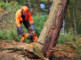 Best Fruit Tree Pruning  in Wynantskill, NY