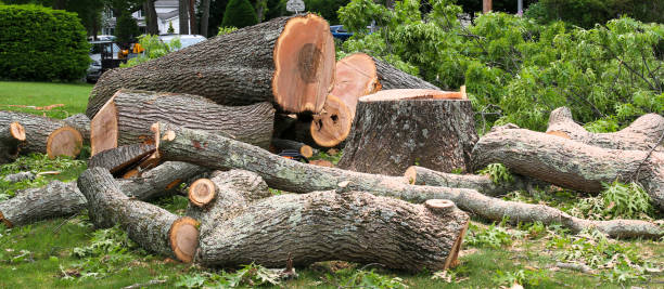 How Our Tree Care Process Works  in  Wynantskill, NY
