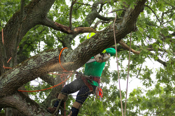 How Our Tree Care Process Works  in  Wynantskill, NY